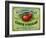 Hollywood, California - Peterson's Cider Vinegar Label-Lantern Press-Framed Art Print