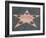 Hollywood Walk of Fame, Hollywood Boulevard, Los Angeles, California-Wendy Connett-Framed Photographic Print