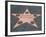 Hollywood Walk of Fame, Hollywood Boulevard, Los Angeles, California-Wendy Connett-Framed Photographic Print