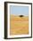 Holm Oak in the Vast Plains of Alentejo, Portugal-Mauricio Abreu-Framed Photographic Print