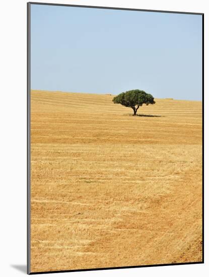 Holm Oak in the Vast Plains of Alentejo, Portugal-Mauricio Abreu-Mounted Photographic Print