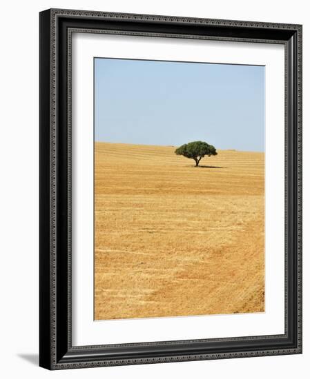 Holm Oak in the Vast Plains of Alentejo, Portugal-Mauricio Abreu-Framed Photographic Print