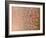 Holocaust-Bruno Abarco-Framed Photographic Print