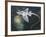 Holocephali Swimming Underwater (Chimaera Monstrosa)-null-Framed Giclee Print