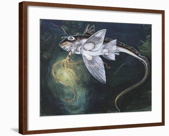 Holocephali Swimming Underwater (Chimaera Monstrosa)-null-Framed Giclee Print
