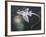 Holocephali Swimming Underwater (Chimaera Monstrosa)-null-Framed Giclee Print