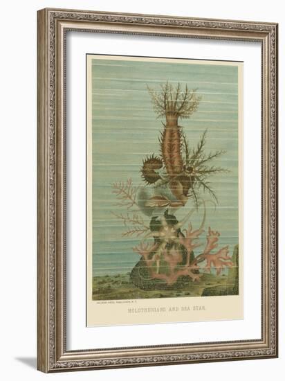 Holothurians and Sea Star-null-Framed Art Print