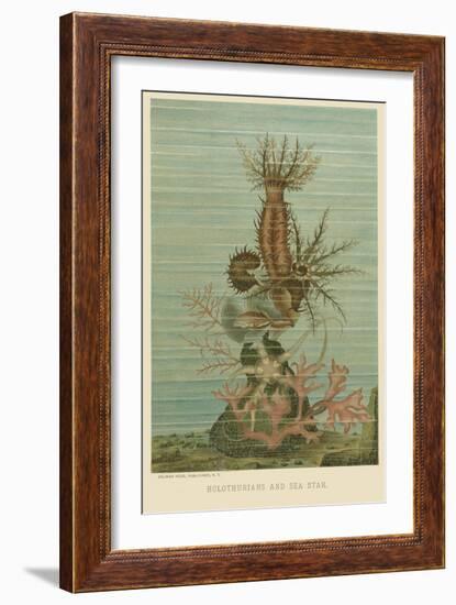 Holothurians and Sea Star-null-Framed Art Print