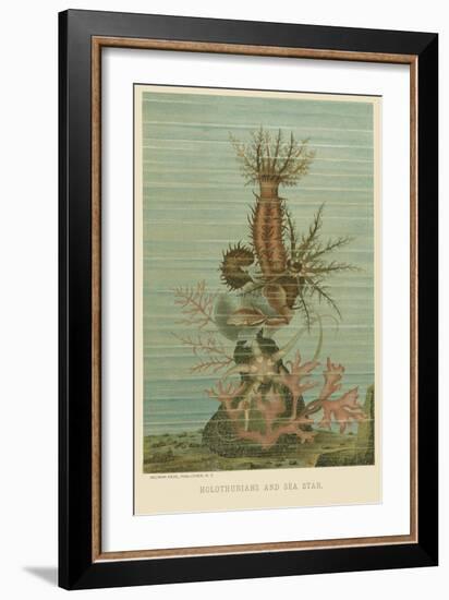 Holothurians and Sea Star-null-Framed Art Print