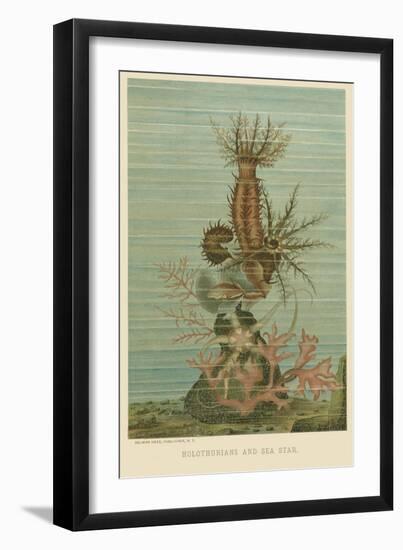 Holothurians and Sea Star-null-Framed Art Print