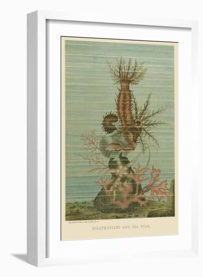 Holothurians and Sea Star-null-Framed Art Print