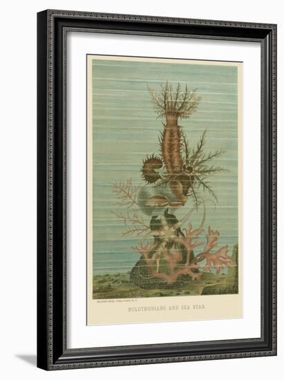 Holothurians and Sea Star-null-Framed Art Print