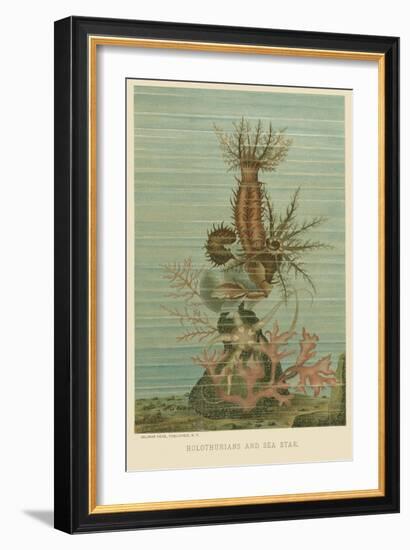 Holothurians and Sea Star-null-Framed Art Print