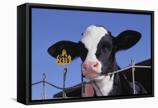 Holstein Calf with Eartag-DLILLC-Framed Premier Image Canvas