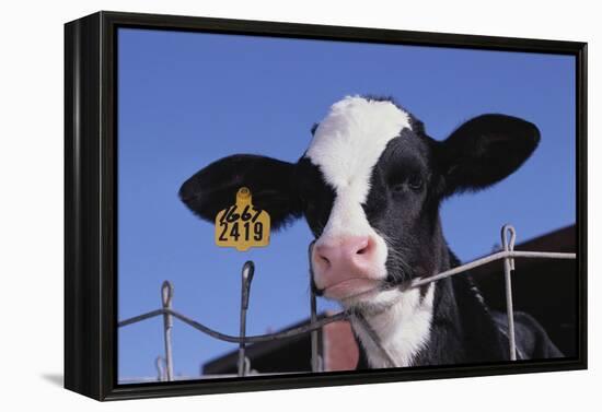 Holstein Calf with Eartag-DLILLC-Framed Premier Image Canvas