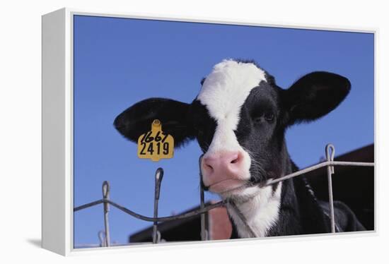 Holstein Calf with Eartag-DLILLC-Framed Premier Image Canvas