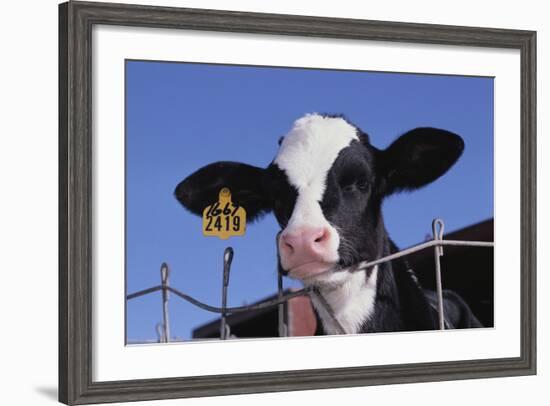 Holstein Calf with Eartag-DLILLC-Framed Photographic Print