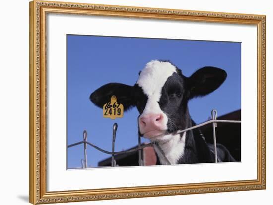 Holstein Calf with Eartag-DLILLC-Framed Photographic Print