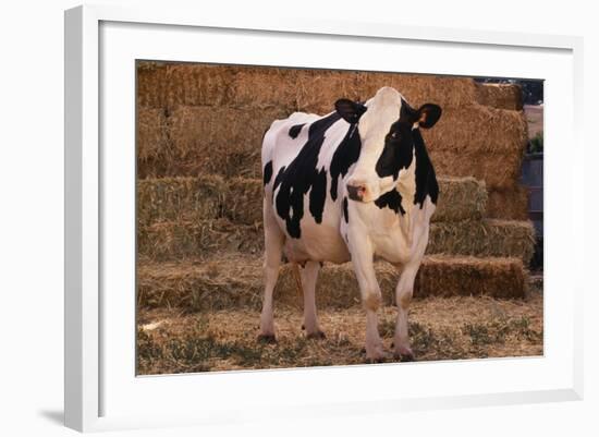 Holstein Cow by Haystack-DLILLC-Framed Photographic Print