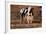 Holstein Cow by Haystack-DLILLC-Framed Photographic Print