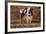 Holstein Cow by Haystack-DLILLC-Framed Photographic Print