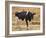 Holstein Cow Full of Milk-DLILLC-Framed Photographic Print