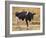 Holstein Cow Full of Milk-DLILLC-Framed Photographic Print