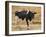 Holstein Cow Full of Milk-DLILLC-Framed Photographic Print