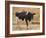 Holstein Cow Full of Milk-DLILLC-Framed Photographic Print