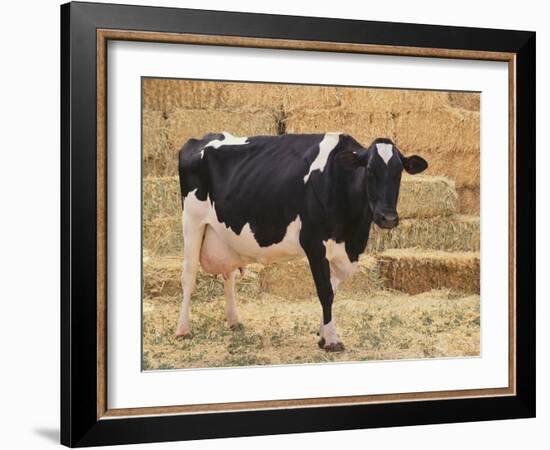 Holstein Cow Full of Milk-DLILLC-Framed Photographic Print