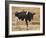 Holstein Cow Full of Milk-DLILLC-Framed Photographic Print