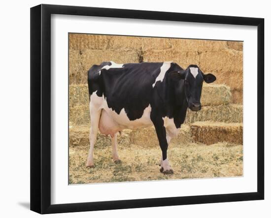 Holstein Cow Full of Milk-DLILLC-Framed Photographic Print