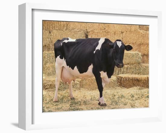 Holstein Cow Full of Milk-DLILLC-Framed Photographic Print