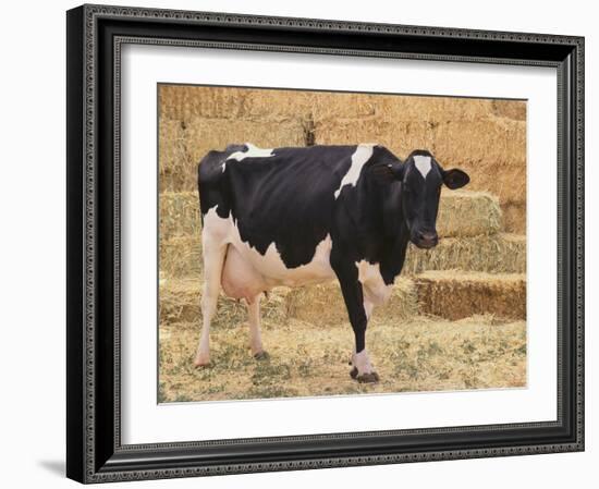 Holstein Cow Full of Milk-DLILLC-Framed Photographic Print