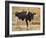 Holstein Cow Full of Milk-DLILLC-Framed Photographic Print