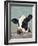 Holstein Cow II-Jade Reynolds-Framed Art Print