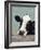 Holstein Cow III-Jade Reynolds-Framed Art Print