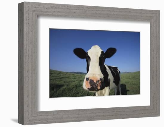 Holstein Cow-DLILLC-Framed Photographic Print