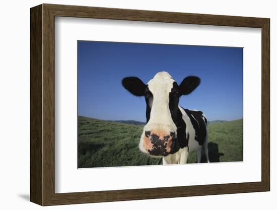 Holstein Cow-DLILLC-Framed Photographic Print