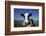 Holstein Cow-DLILLC-Framed Photographic Print