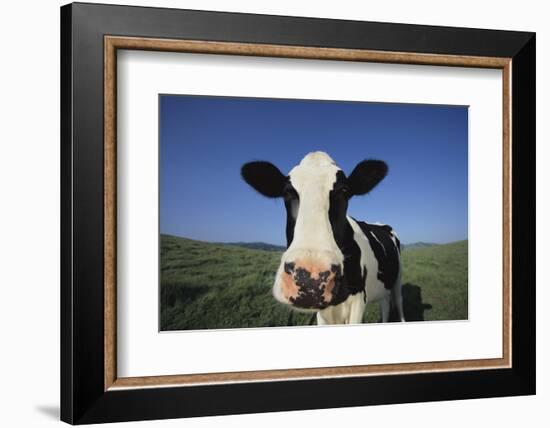 Holstein Cow-DLILLC-Framed Photographic Print