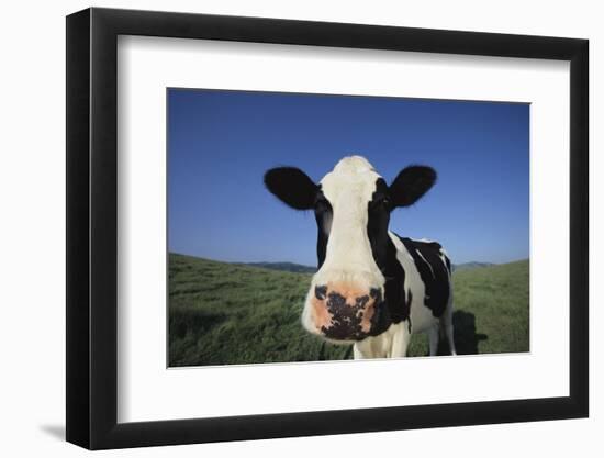 Holstein Cow-DLILLC-Framed Photographic Print