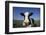 Holstein Cow-DLILLC-Framed Photographic Print