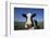 Holstein Cow-DLILLC-Framed Photographic Print