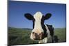 Holstein Cow-DLILLC-Mounted Photographic Print