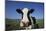 Holstein Cow-DLILLC-Mounted Photographic Print