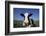 Holstein Cow-DLILLC-Framed Photographic Print