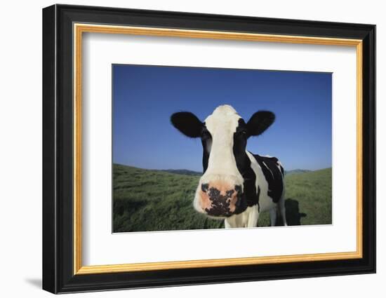 Holstein Cow-DLILLC-Framed Photographic Print