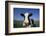 Holstein Cow-DLILLC-Framed Photographic Print