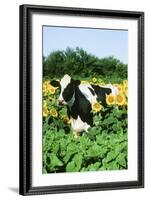 Holstein Cow-null-Framed Photographic Print